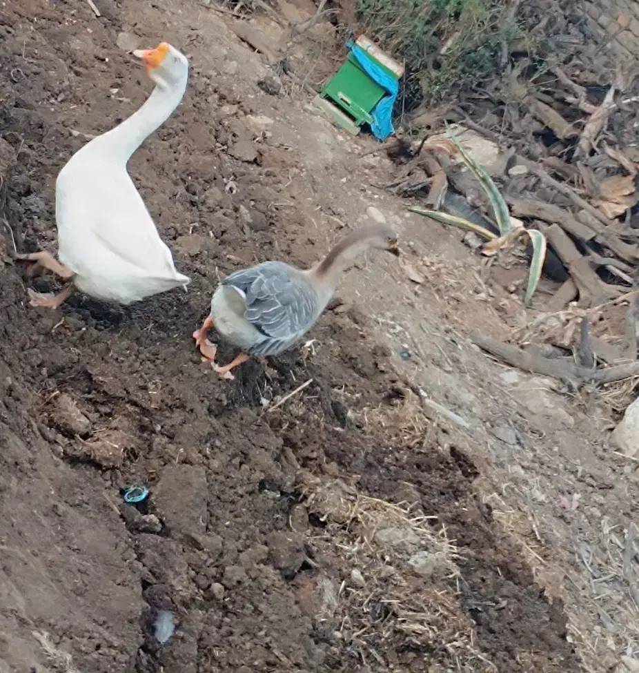 قوغاز|حیوانات مزرعه|گرگان, |دیوار