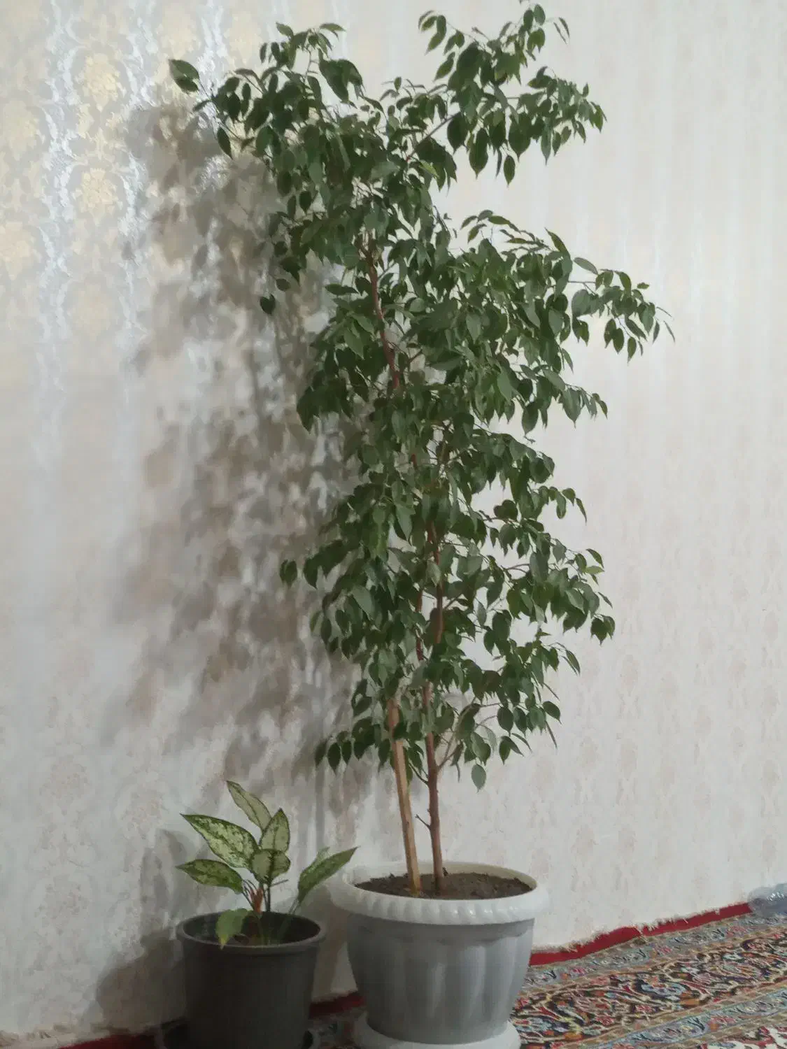 گل عالی|گل و گیاه طبیعی|اهر, |دیوار