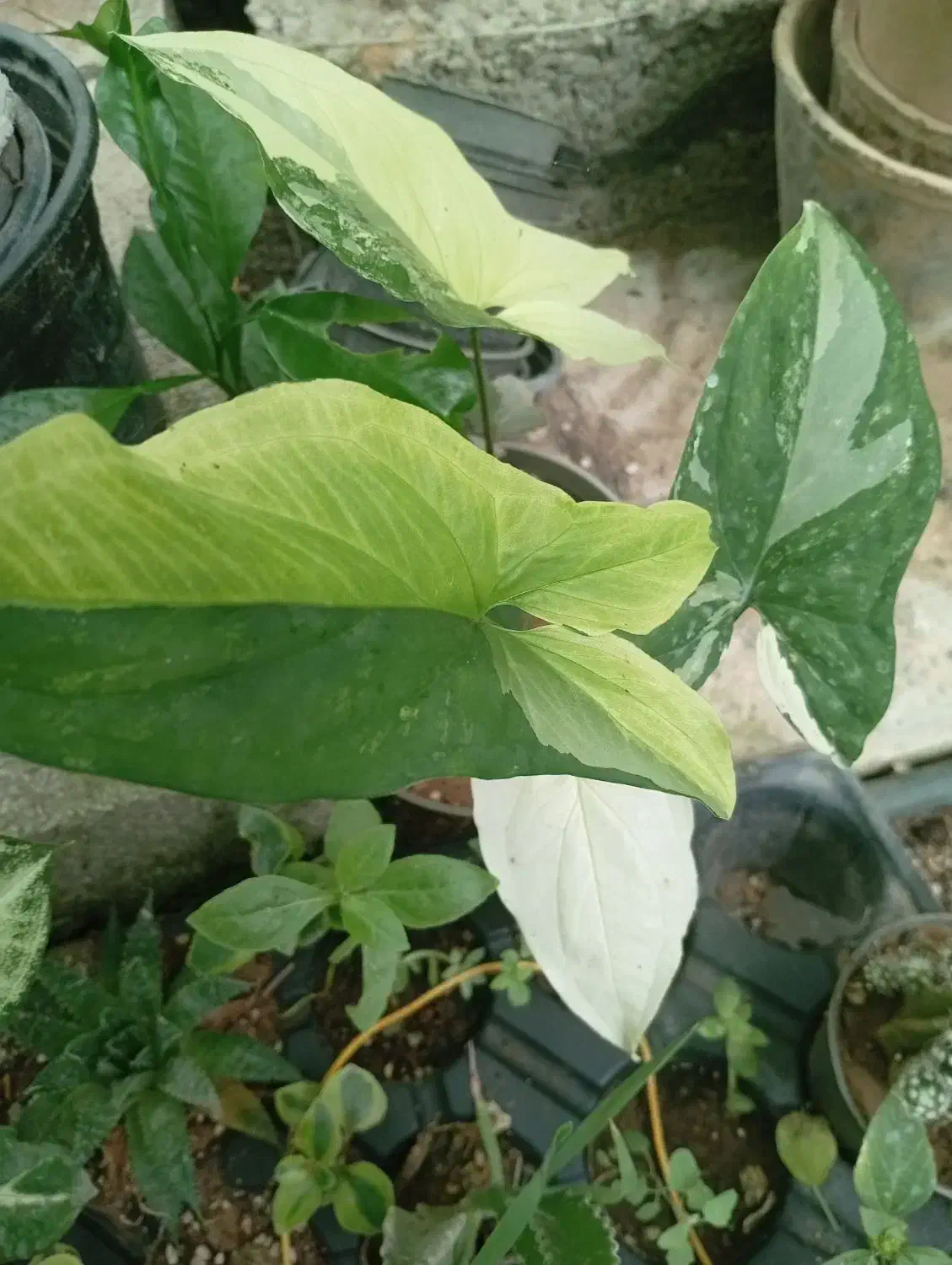 گل‌های آپارتمانی بدلیل جمع کردن گلخانه|گل و گیاه طبیعی|لاهیجان, جمهوری|دیوار