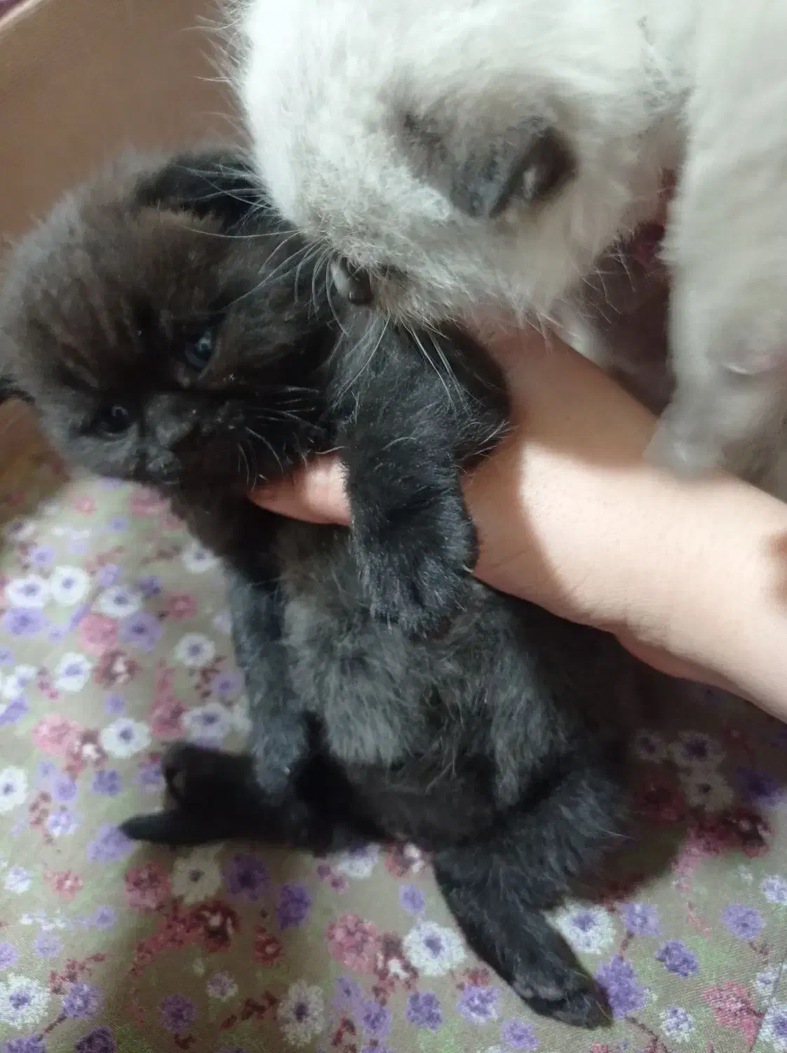 گربه|گربه|آبادان, |دیوار