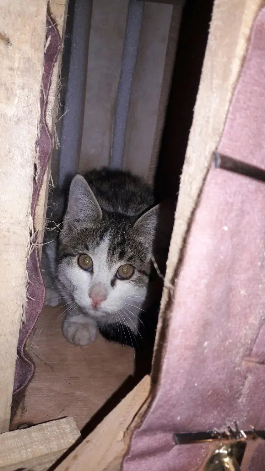 گربه واگزاری رایگان|گربه|فولادشهر, نوگوران|دیوار