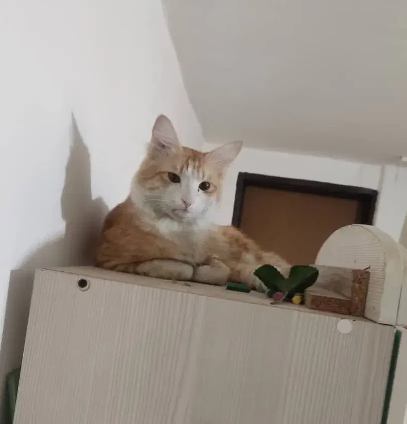 گربه نارنجی|گربه|کرج, کمال‌شهر|دیوار