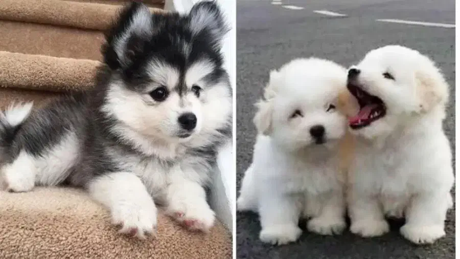 واگذاری قبول می کنم|سگ|خمینی‌شهر, |دیوار