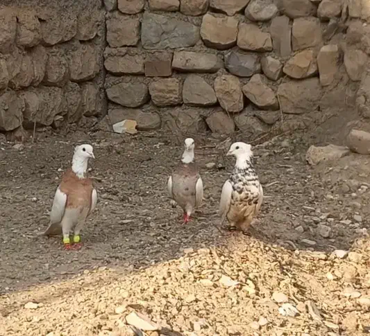 سه عدد طوقی درجه یک|پرنده|آبدانان, |دیوار