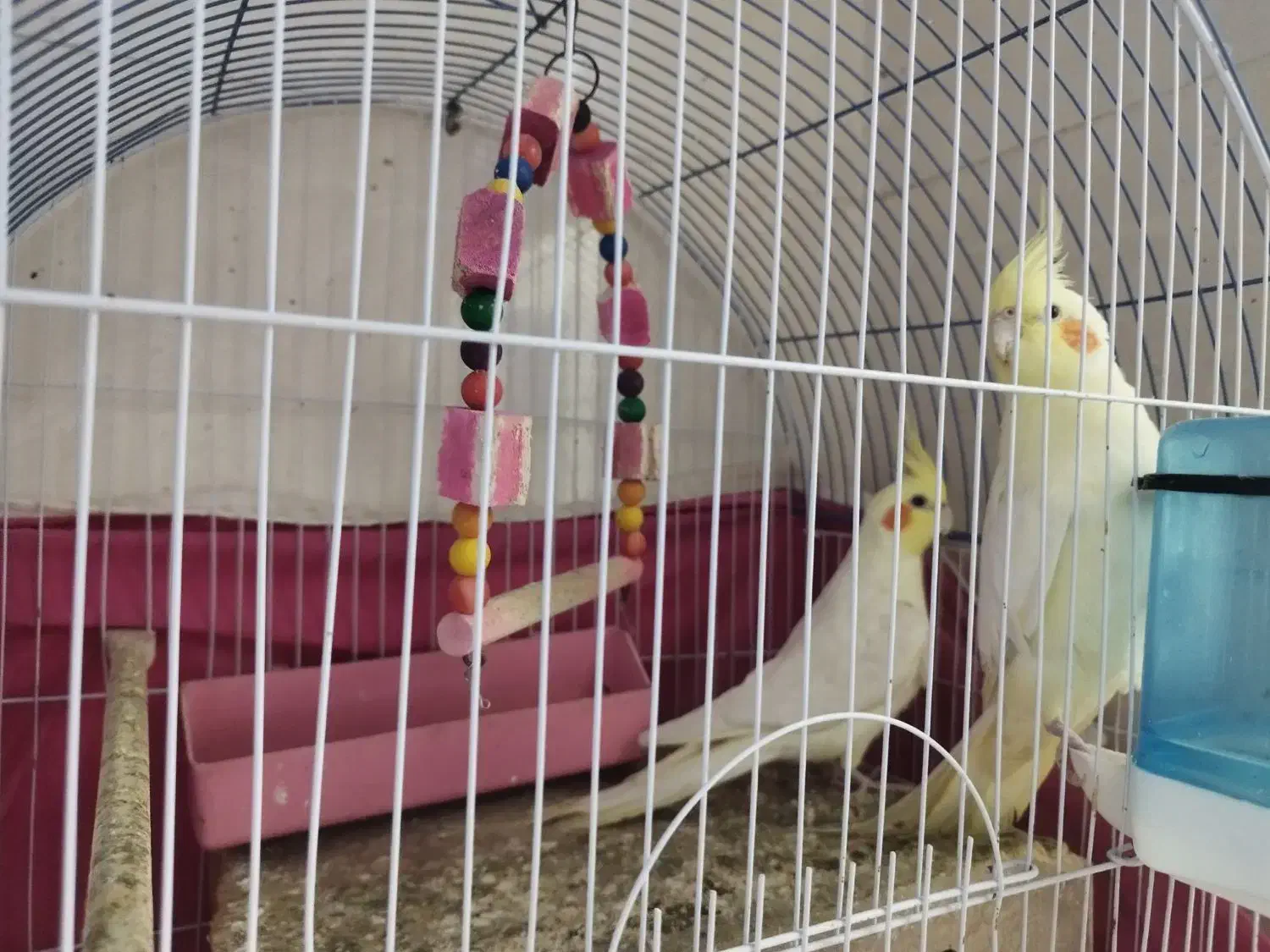 عروس هلندی|پرنده|شادگان, |دیوار