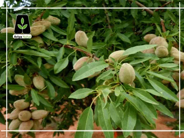 خرید نهال با کیفیت تضمین شده|خدمات باغبانی و درختکاری|مشهد, آیت الله کاشانی|دیوار