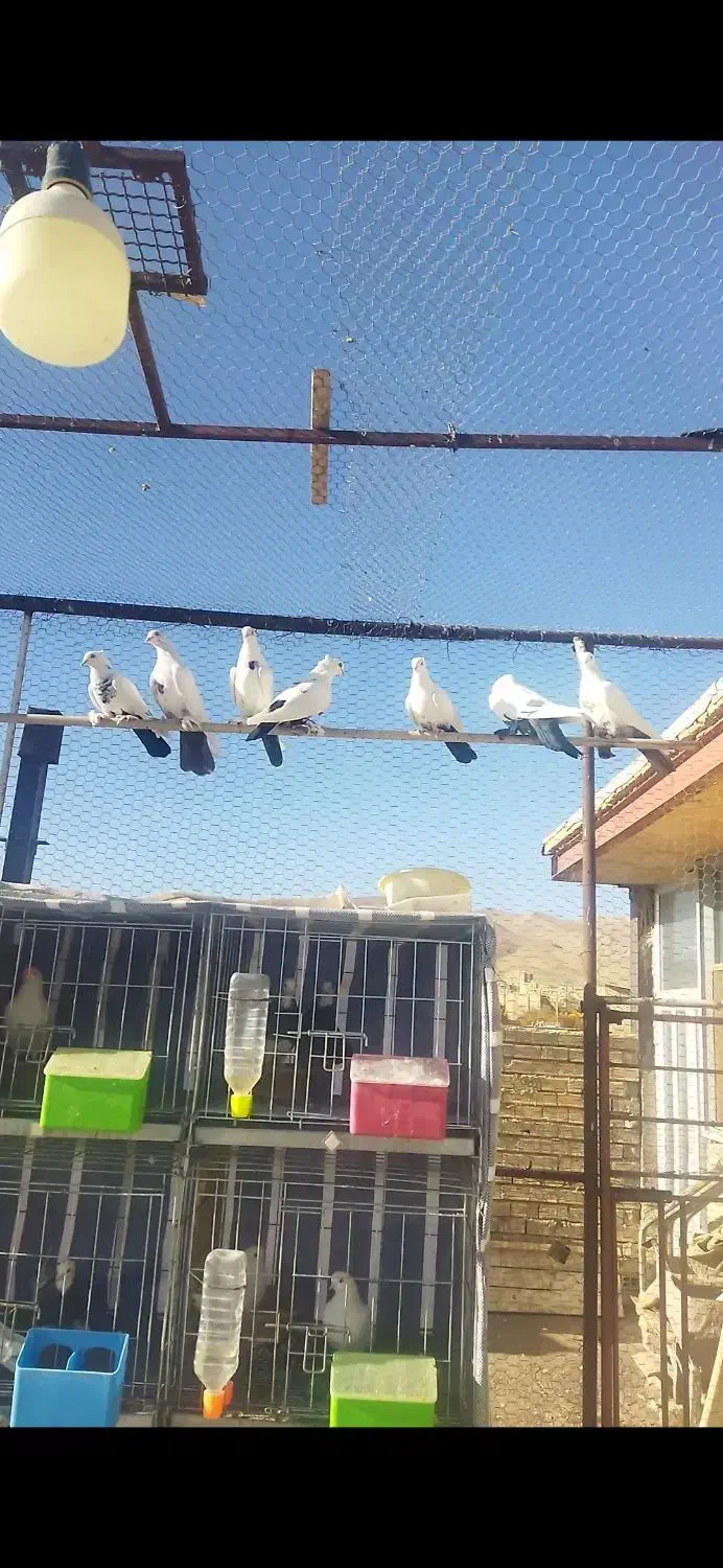 دم سیاه دم قهوه ای|پرنده|داران, |دیوار