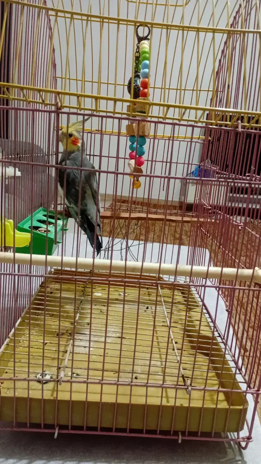 عروس هلندی نر، سالم باقیمت مناسب|پرنده|رشت, ولکس|دیوار