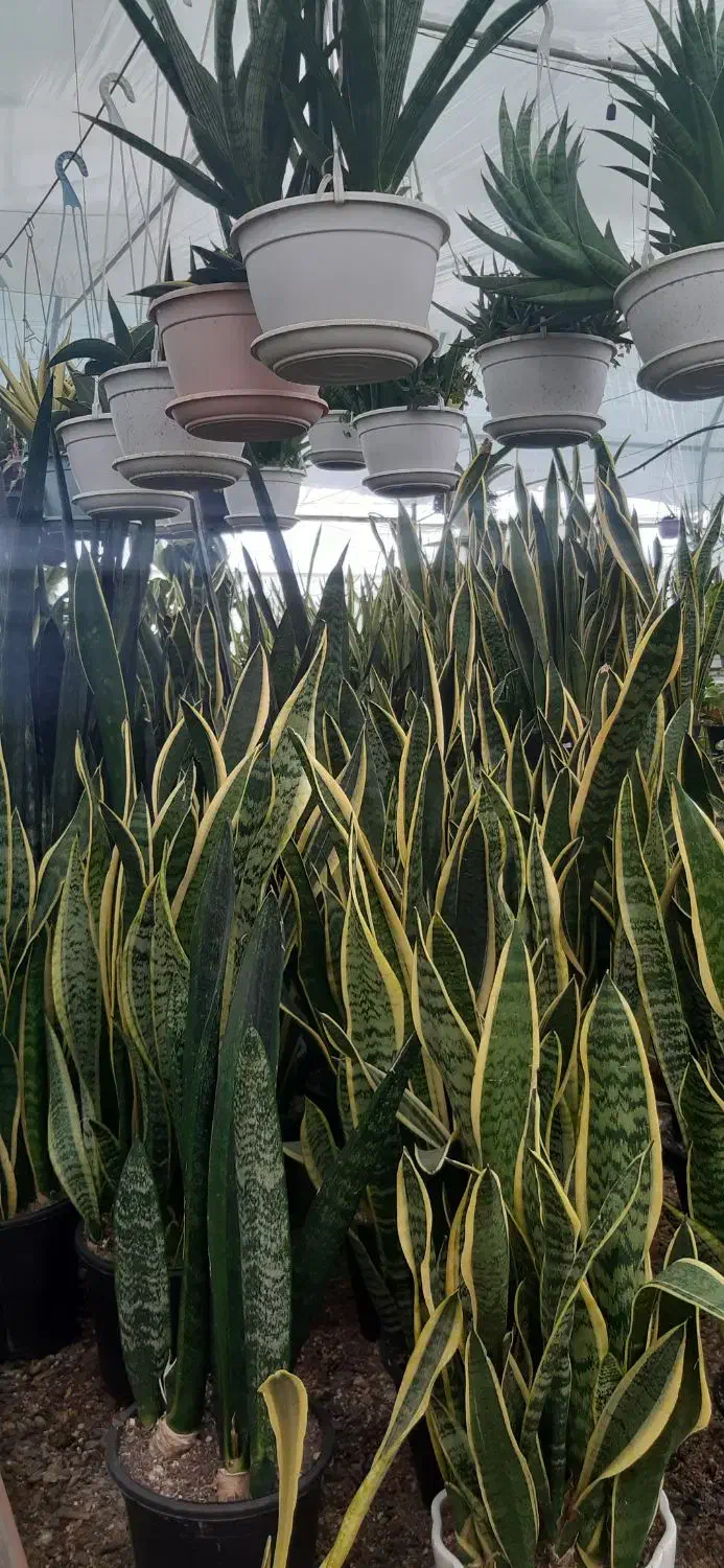 گل به قیمت عمده توضیحات حتما بخونید|گل و گیاه طبیعی|قم, انصارالحسین|دیوار