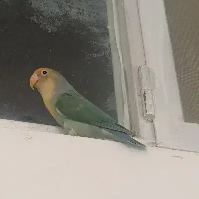 کوتوله برزیلی|پرنده|مشهد, سمزقند|دیوار