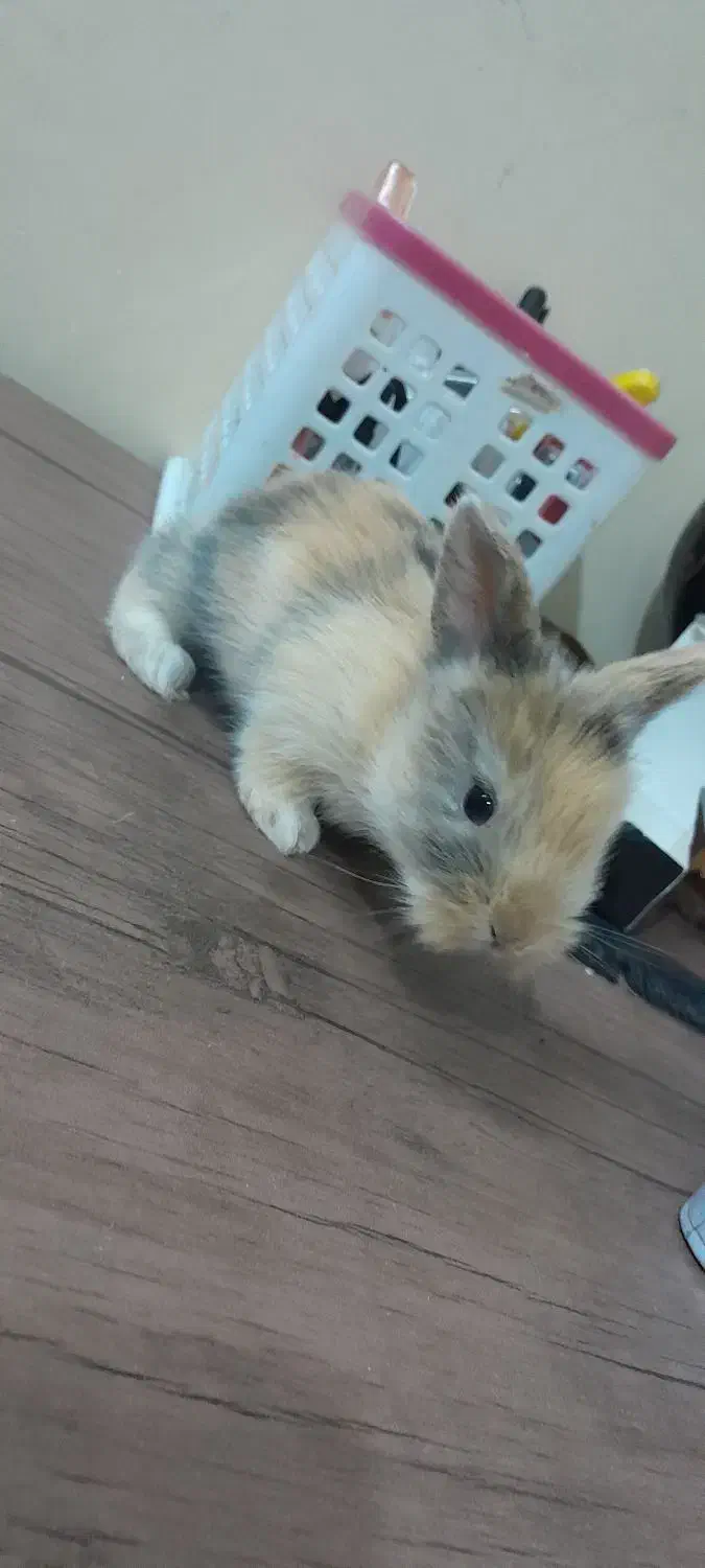 خرگوش لوپ|موش و خرگوش|سبزوار, پاسداران|دیوار