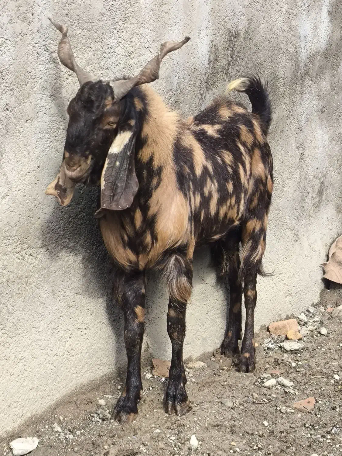 یک عدد تکه یک ساله اصل پلنگی|حیوانات مزرعه|سیمین شهر, |دیوار