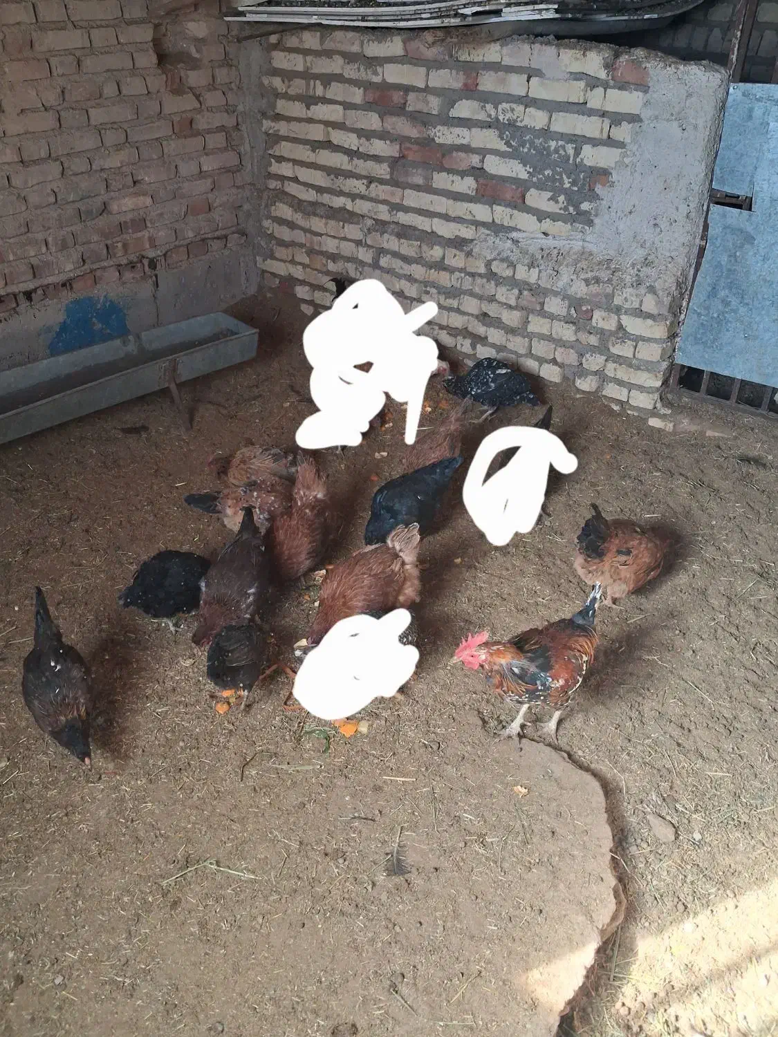 فروش ۱۰ عدد مرغ خانگی|حیوانات مزرعه|سربیشه, |دیوار
