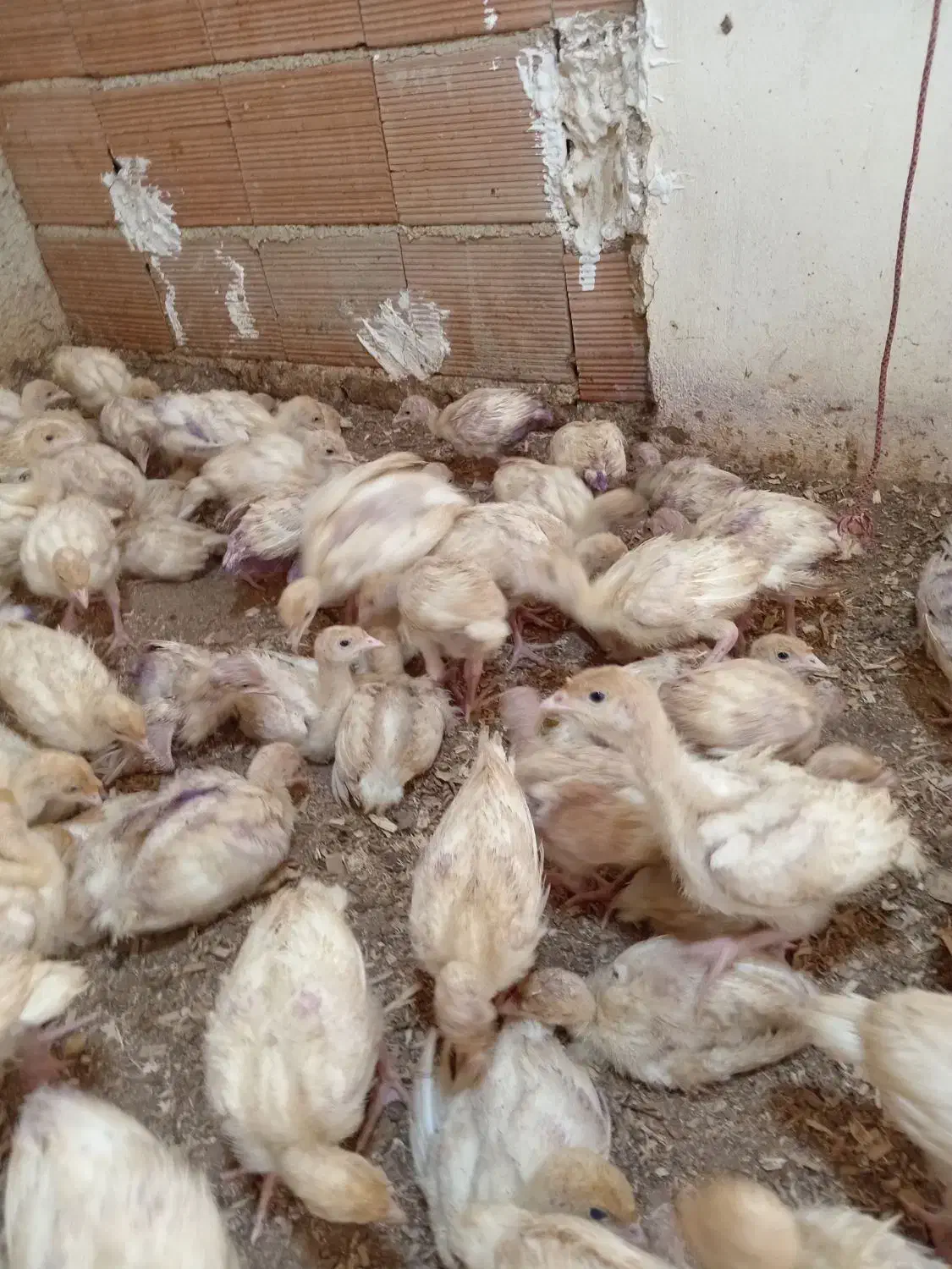 جوجه بوقلمون بیوتی گوشتی|حیوانات مزرعه|بهشهر, |دیوار