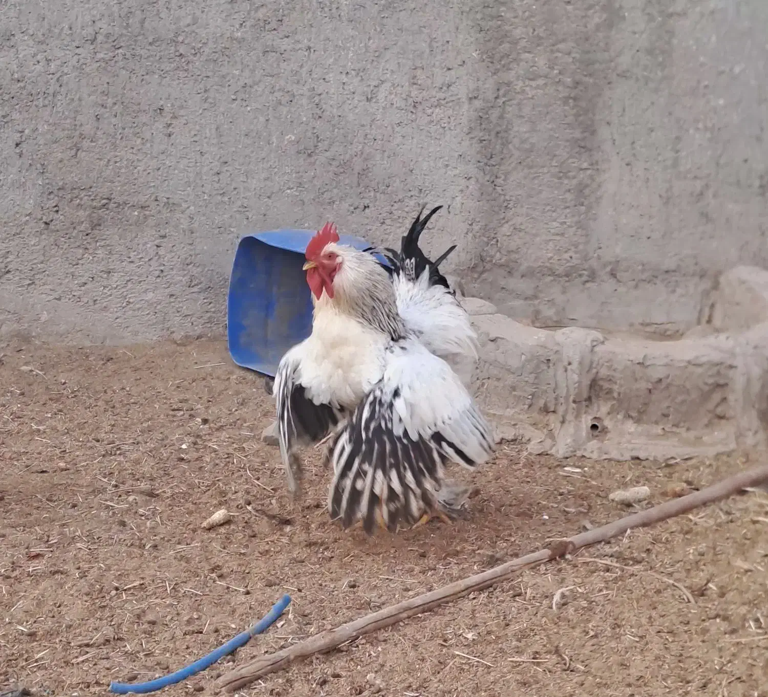 ۲عدد خروس جوان|حیوانات مزرعه|کاشان, دشت لتحر|دیوار