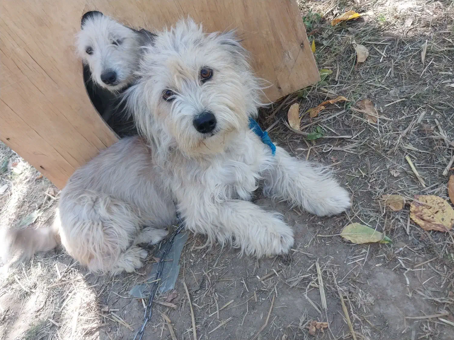 سگ خانگی شیتزو مو بلند|سگ|میاندوآب, |دیوار