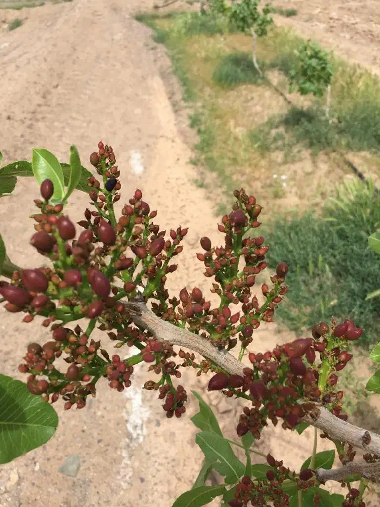 خرید و فروش زمین کشاورزی در استان قم وحومه|فروش دفتر صنعتی، کشاورزی، تجاری|قم, بکایی|دیوار