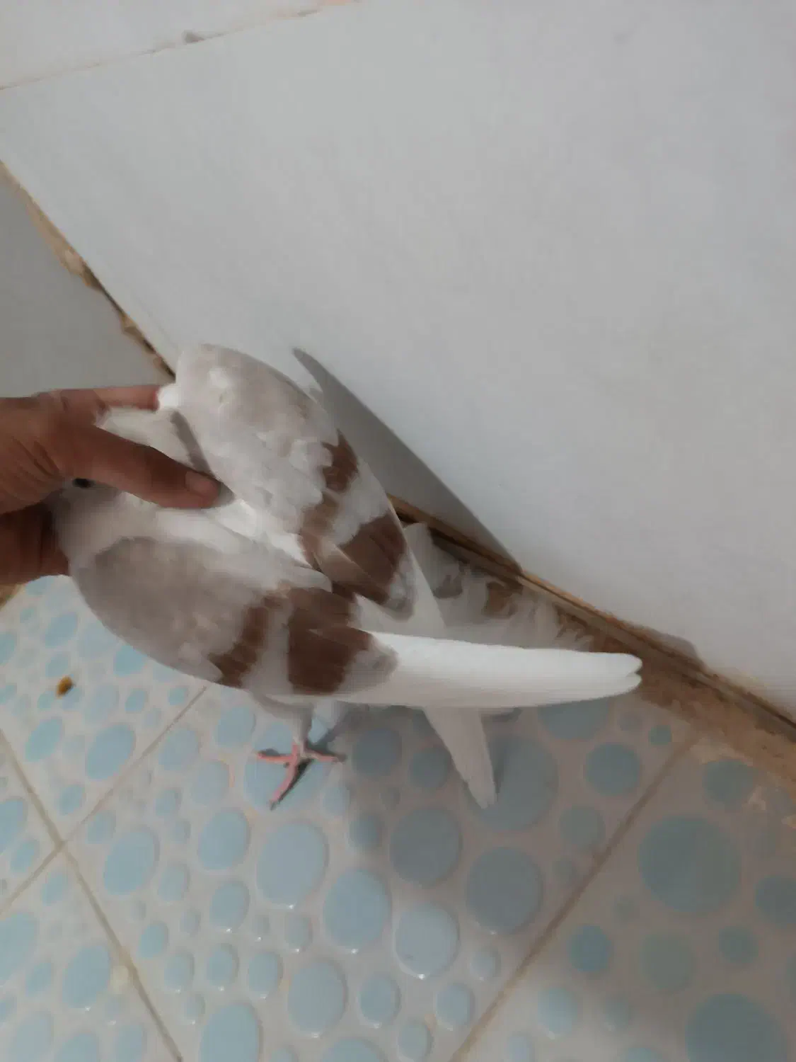 سه عدد جونه.لون|پرنده|دورود, |دیوار