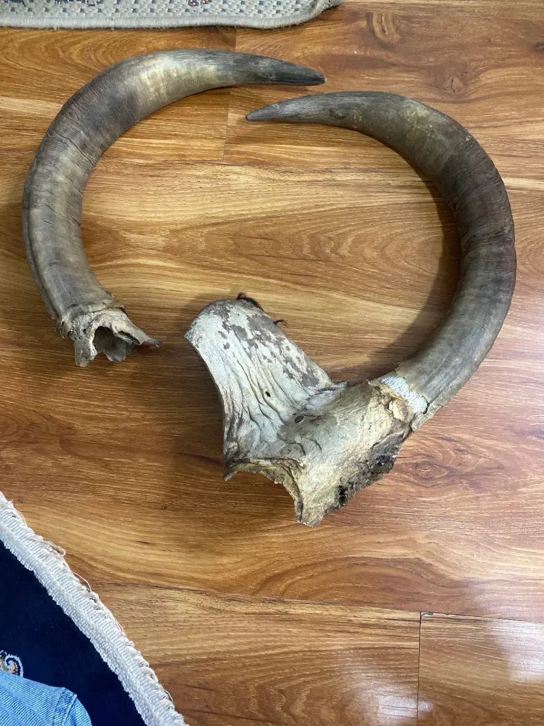 شاخ|کلکسیون اشیاء عتیقه|شهر ری, سیزده آبان|دیوار