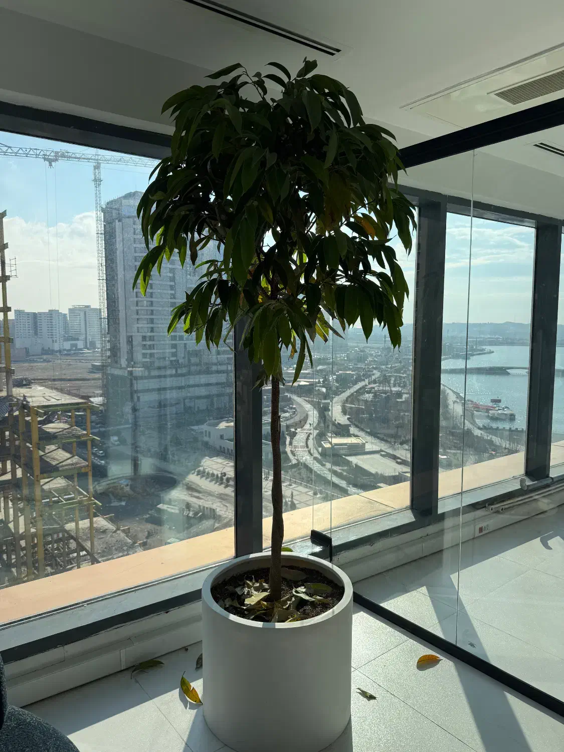 گل آپارتمانی|گل و گیاه طبیعی|تهران, بوستان چیتگر|دیوار