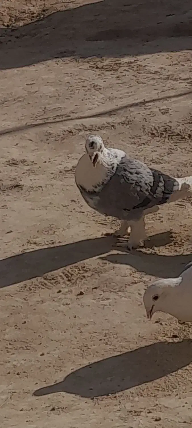 کبوتر|پرنده|زهک, |دیوار