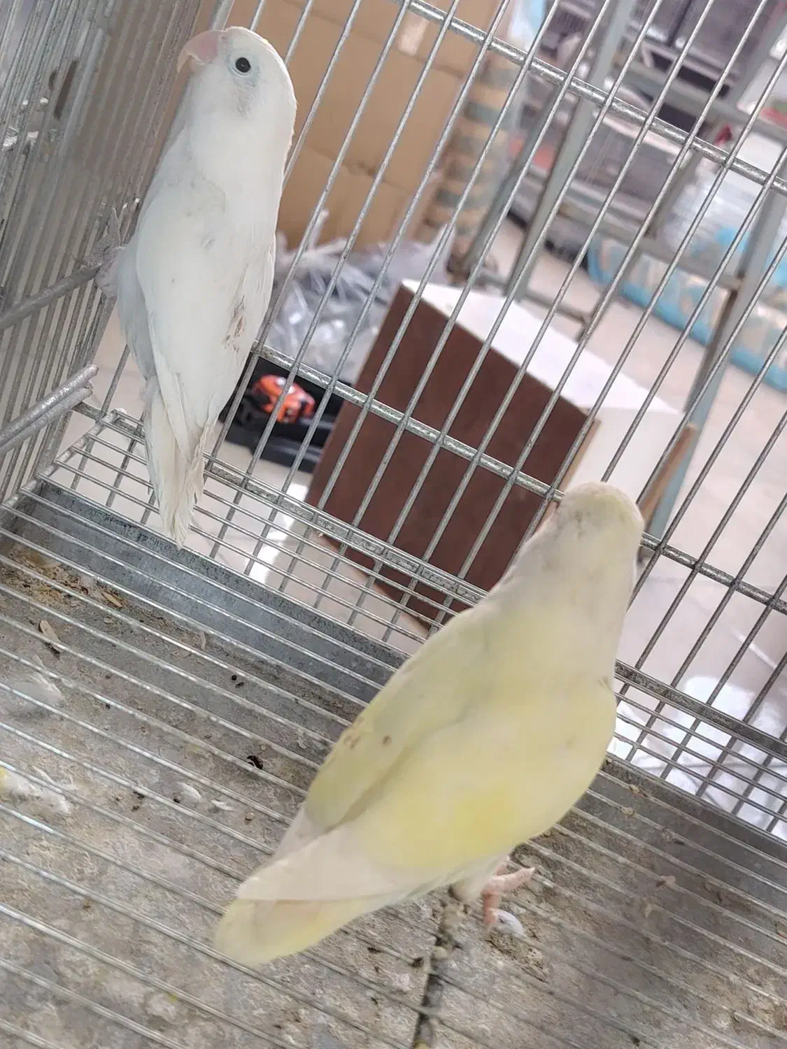 جفت کوتوله و عروس هلندی|پرنده|بیرجند, |دیوار