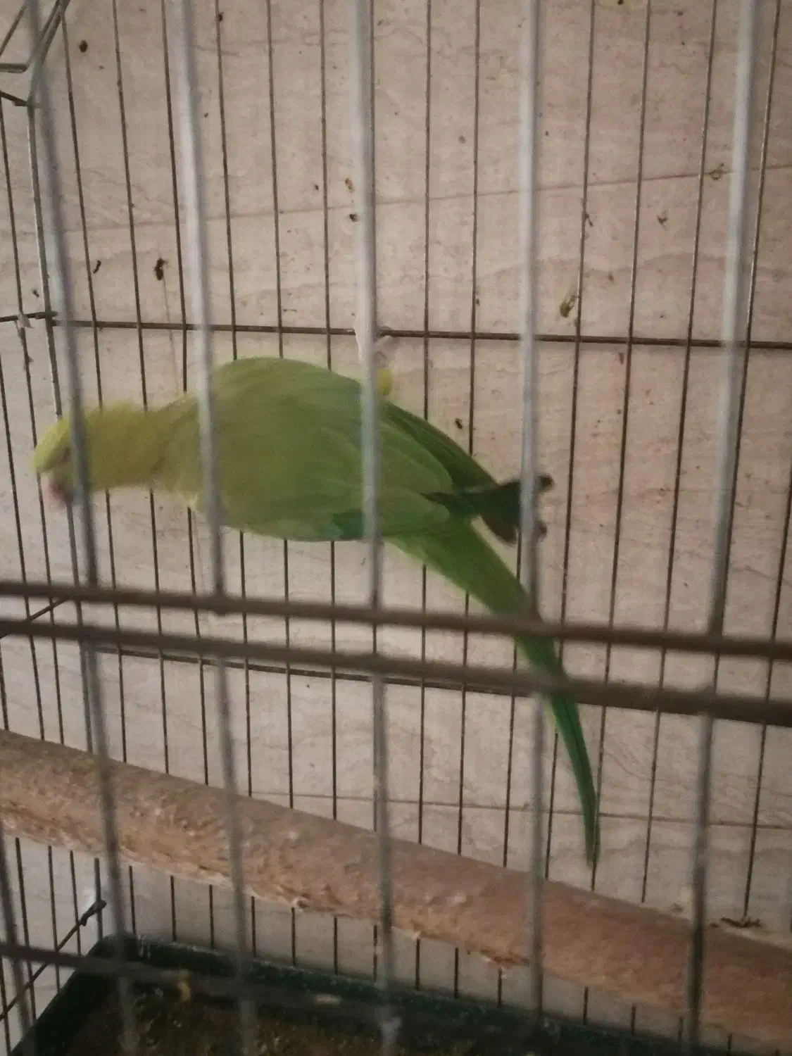 طوطی ماده|پرنده|شوش, |دیوار