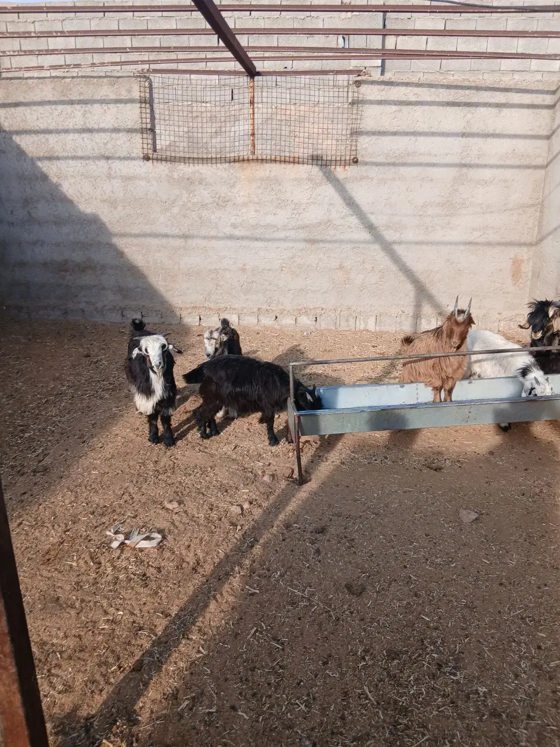 فروش بزغاله|حیوانات مزرعه|نجف‌آباد, حومه نجف آباد|دیوار