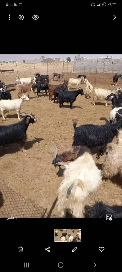 50عدد بز زاییده کهره درشت|حیوانات مزرعه|لنده, |دیوار