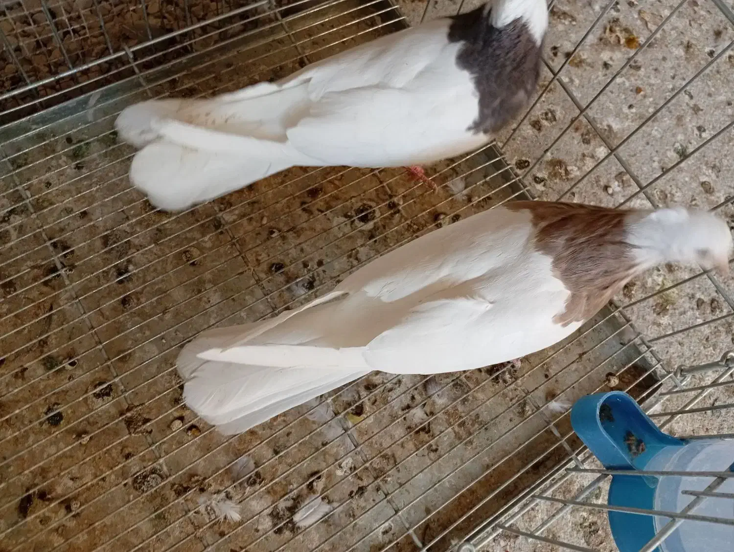 کبوتر طوقی|پرنده|خورموج, |دیوار