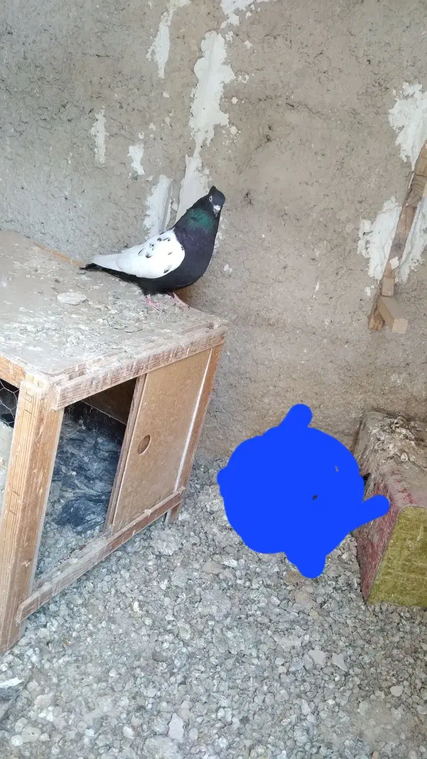 سینه سیاه ماده|پرنده|مرودشت, مسجد رسول|دیوار