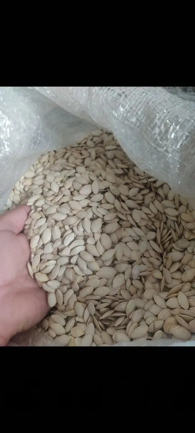 تخمه کدو|خوردنی و آشامیدنی|بهار, |دیوار