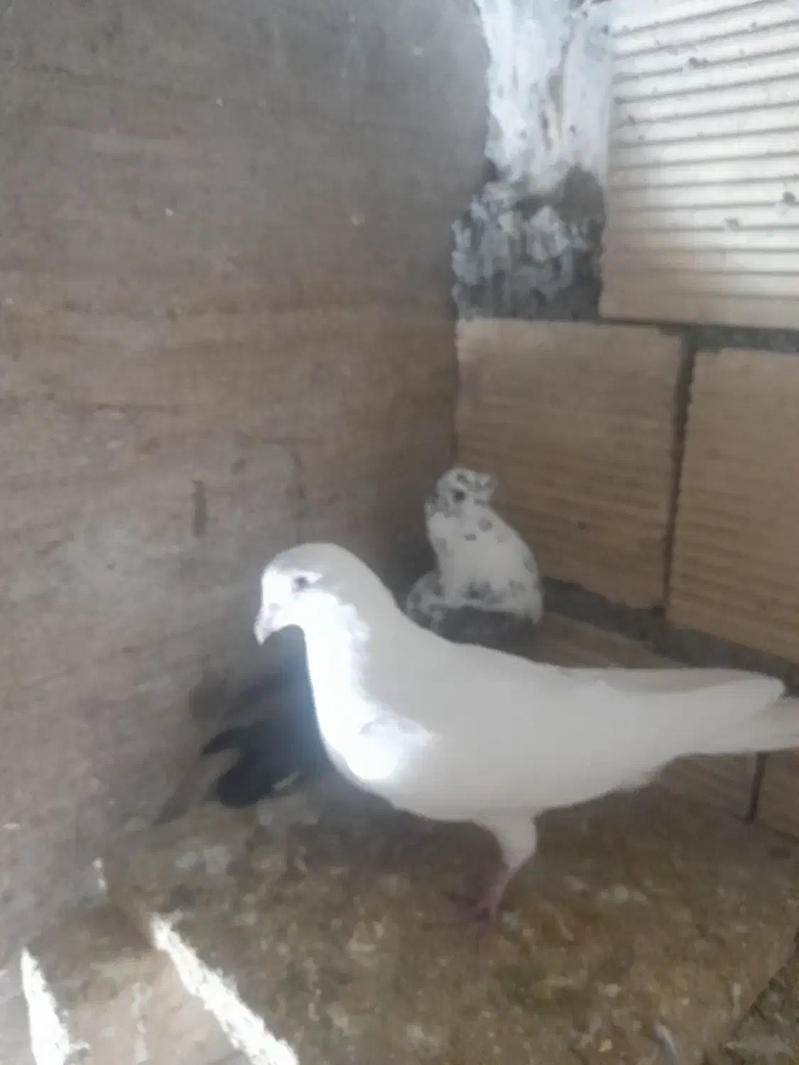 تهرانی بالاگرد|پرنده|بیرانوند, |دیوار