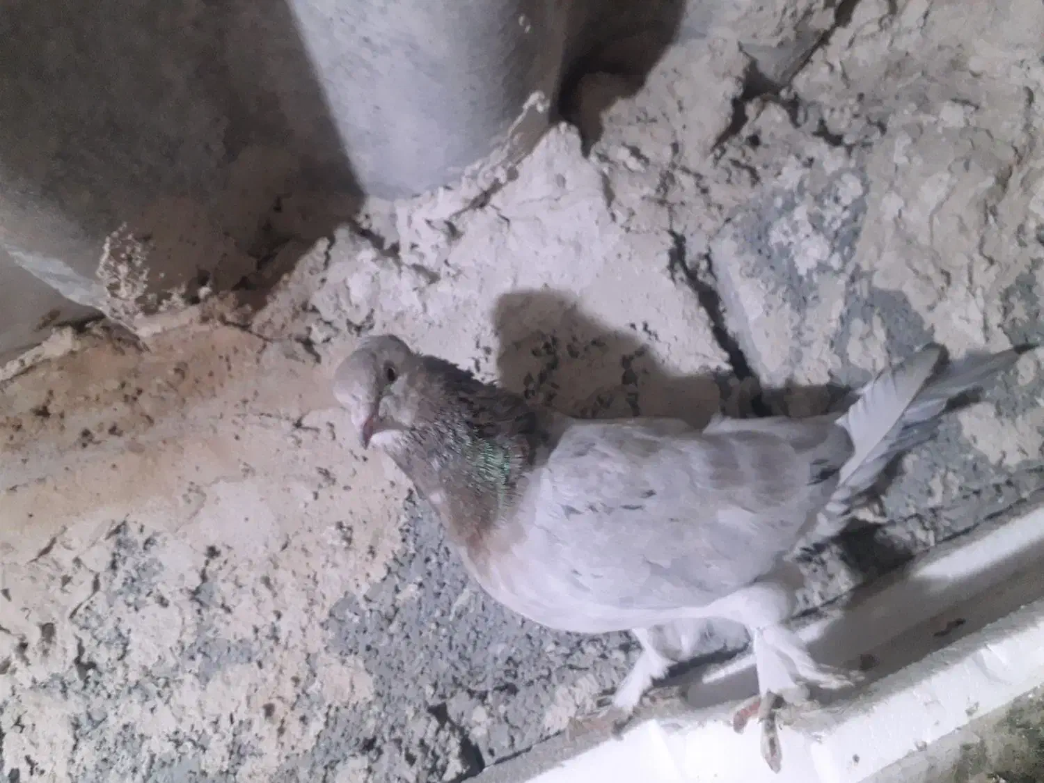 کبوتر کاشان سرور|پرنده|مرند, |دیوار