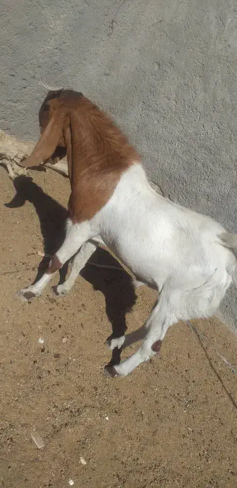 فروش گوسفند|حیوانات مزرعه|ایرانشهر, |دیوار