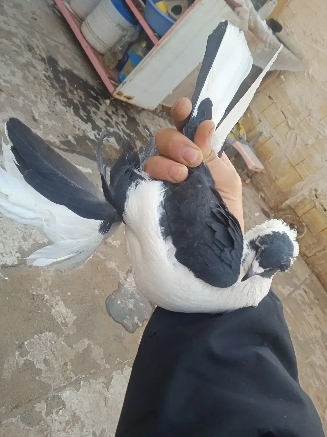 کبوتر|پرنده|تبریز, |دیوار