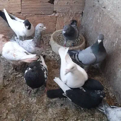 باسلام کفتر گمشده|حیوانات|گلبهار, شهر جدید گلبهار|دیوار