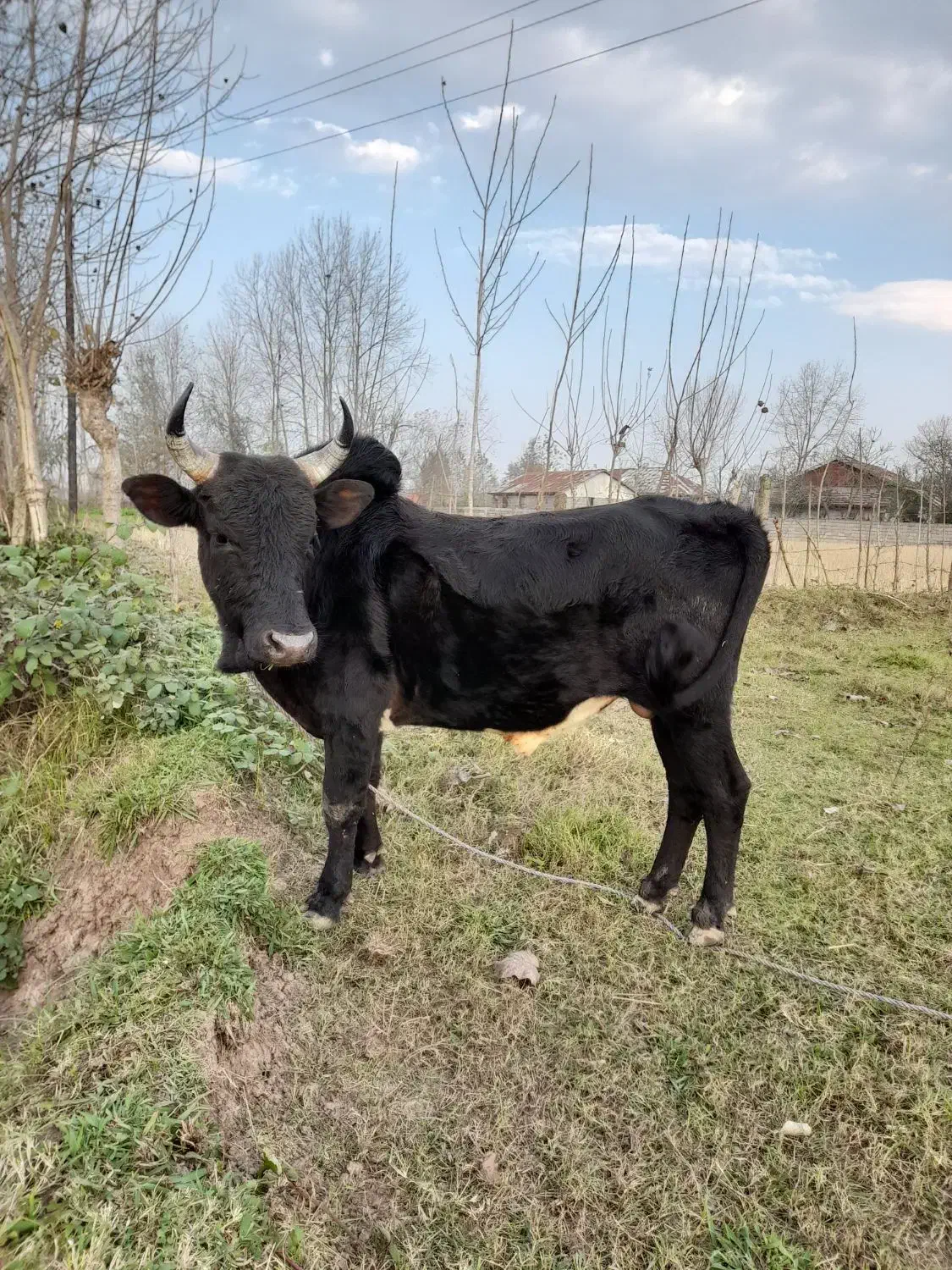 ورزا چالوسی گاو لیشه|حیوانات مزرعه|سنگر, |دیوار