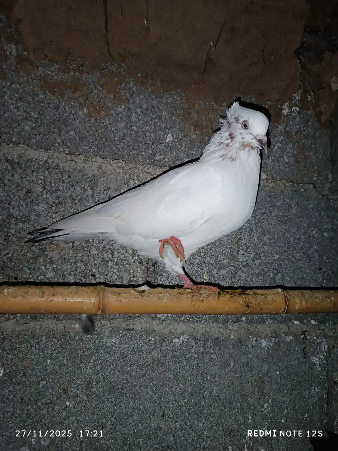 فروشی کبوتر|پرنده|رانکوه, |دیوار