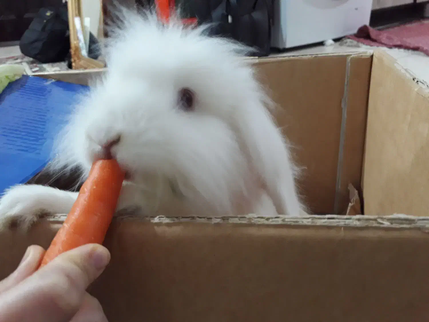 واگذاری خرگوش|موش و خرگوش|اراک, |دیوار