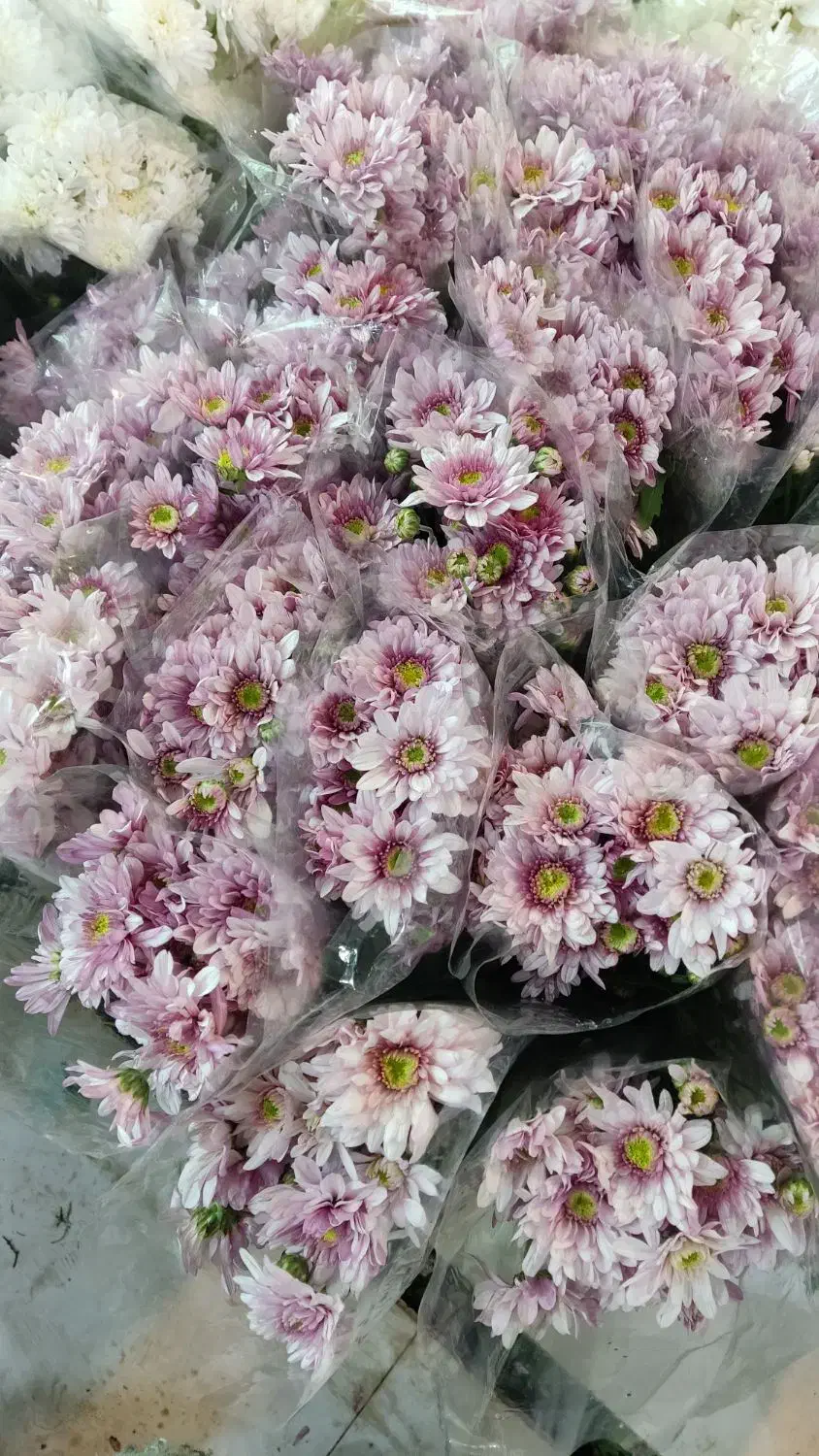 عمده داوودی و خرده بار|گل و گیاه طبیعی|شیراز, رکن‌آباد|دیوار