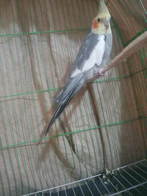 عروس هلندی|پرنده|محمدشهر, شهرک چمران|دیوار