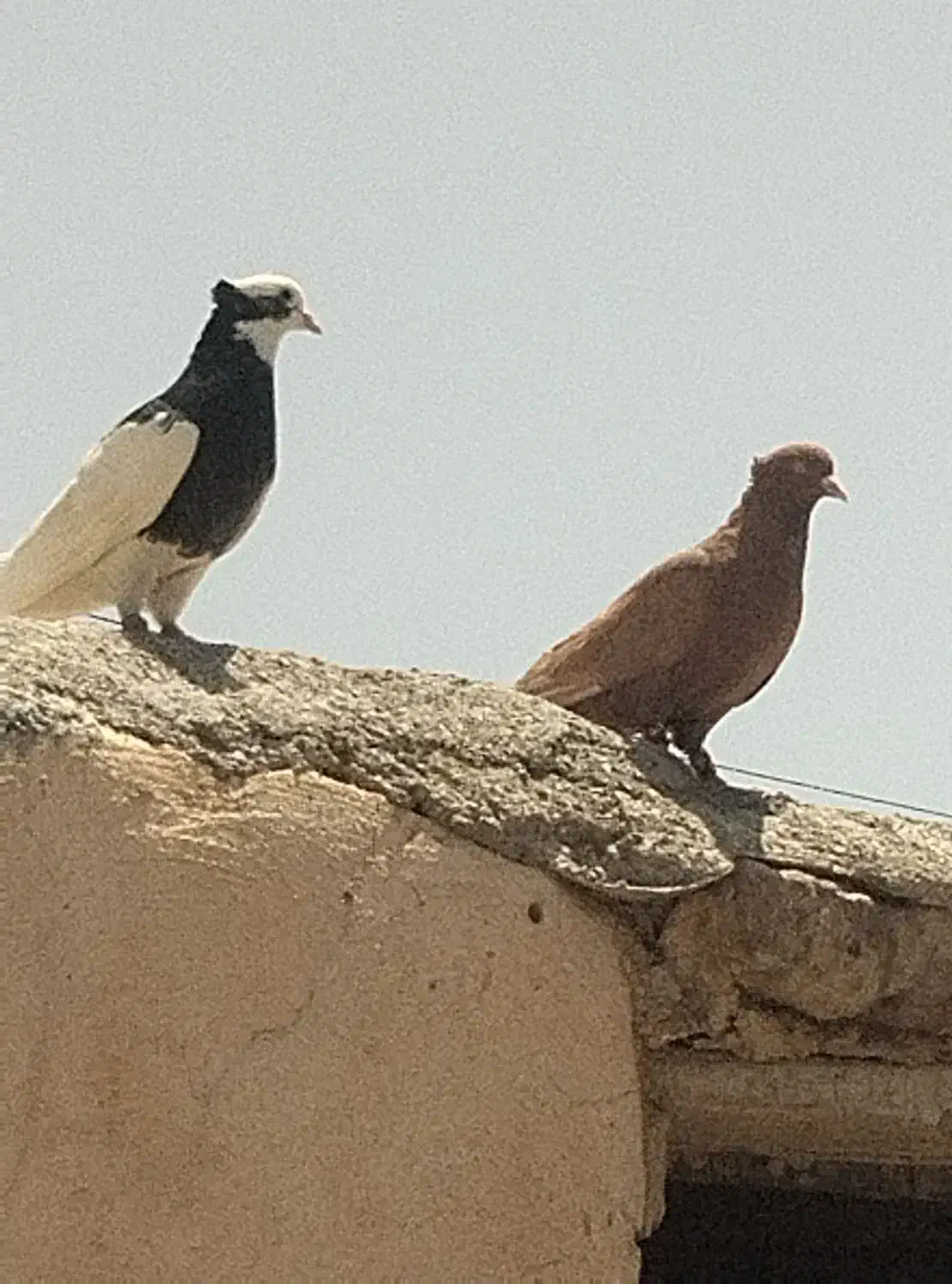 کبوتر طوقی . سینه .|پرنده|پاسارگاد, |دیوار