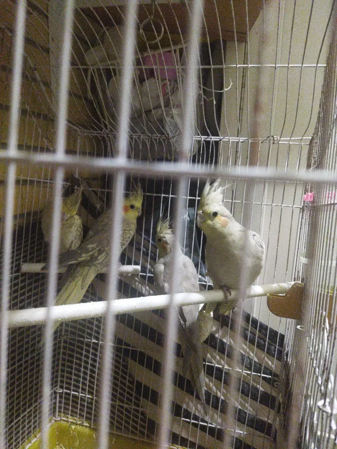 پنج عروس هلندی و دوتا عروس نرو ماده|پرنده|اصفهان, شهریار|دیوار