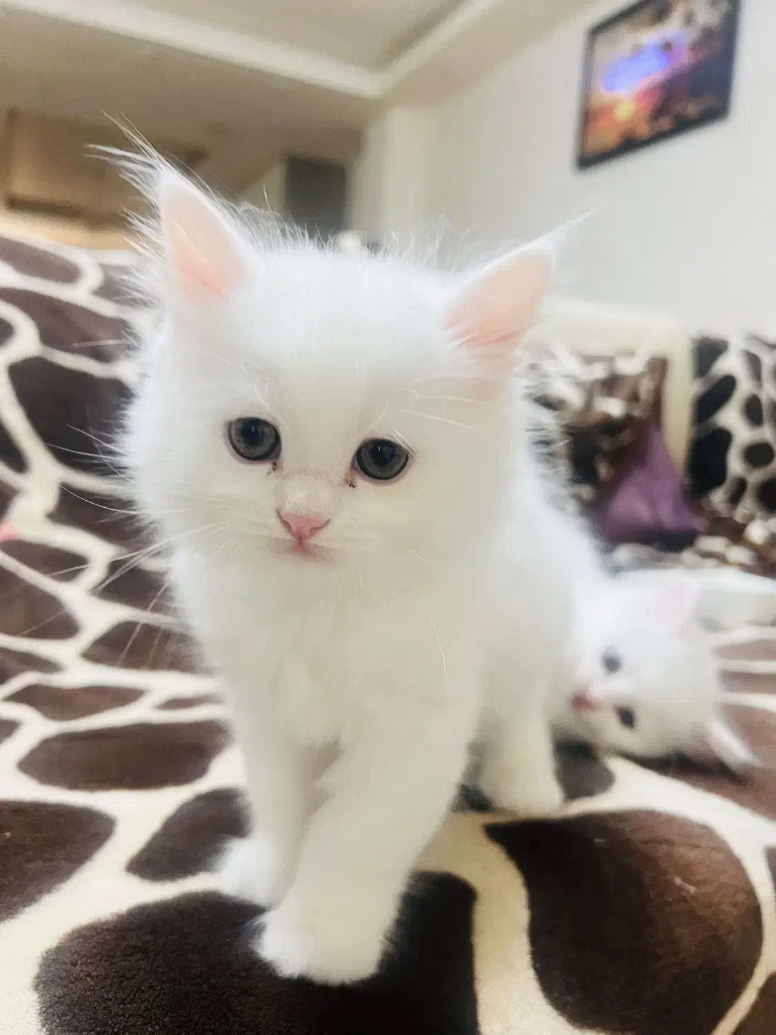 فروش بچه گربه پرشین دوماهه|گربه|بندر گناوه, |دیوار