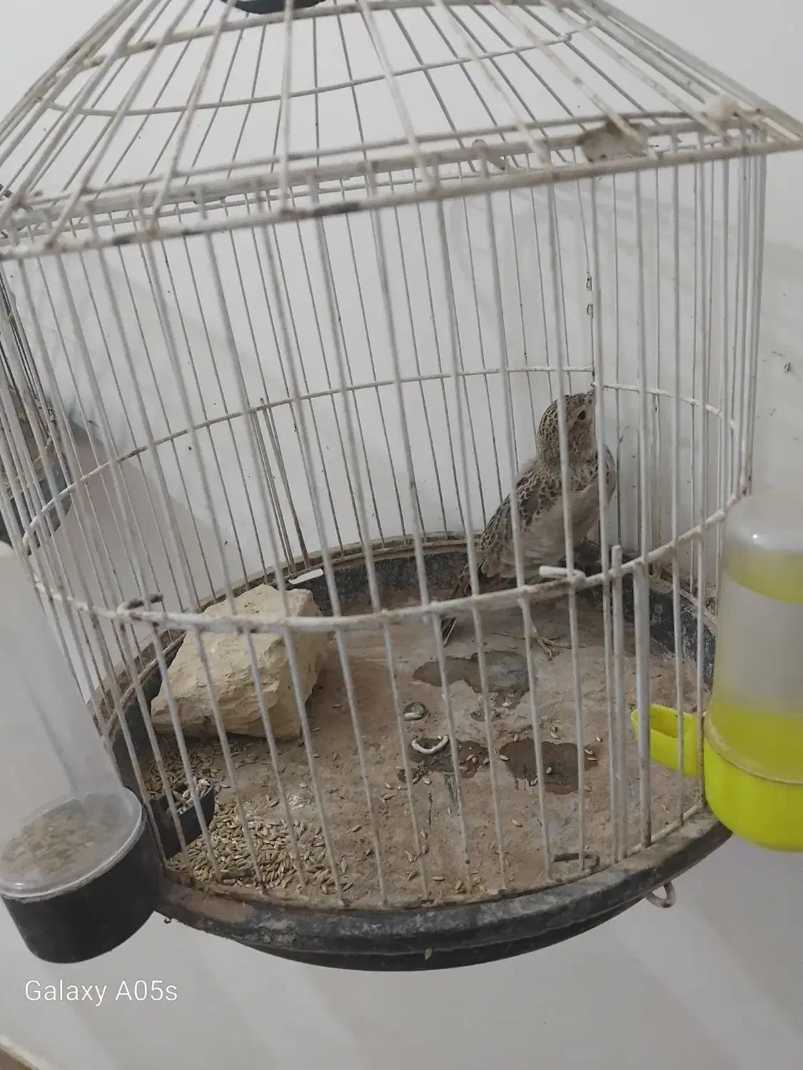 قناری بشرط|پرنده|تربت جام, معدآباد|دیوار