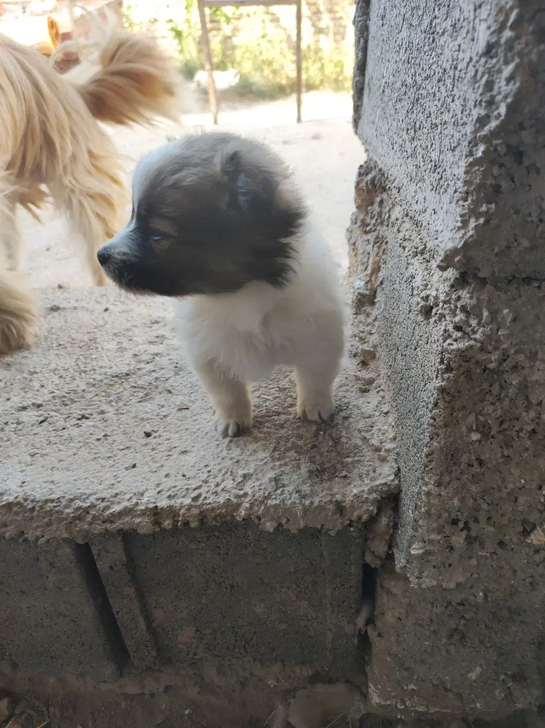 توله پاکوتاه|سگ|شیروان (خراسان), |دیوار