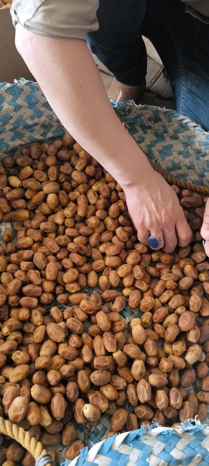 قصب|خوردنی و آشامیدنی|بوشهر, |دیوار