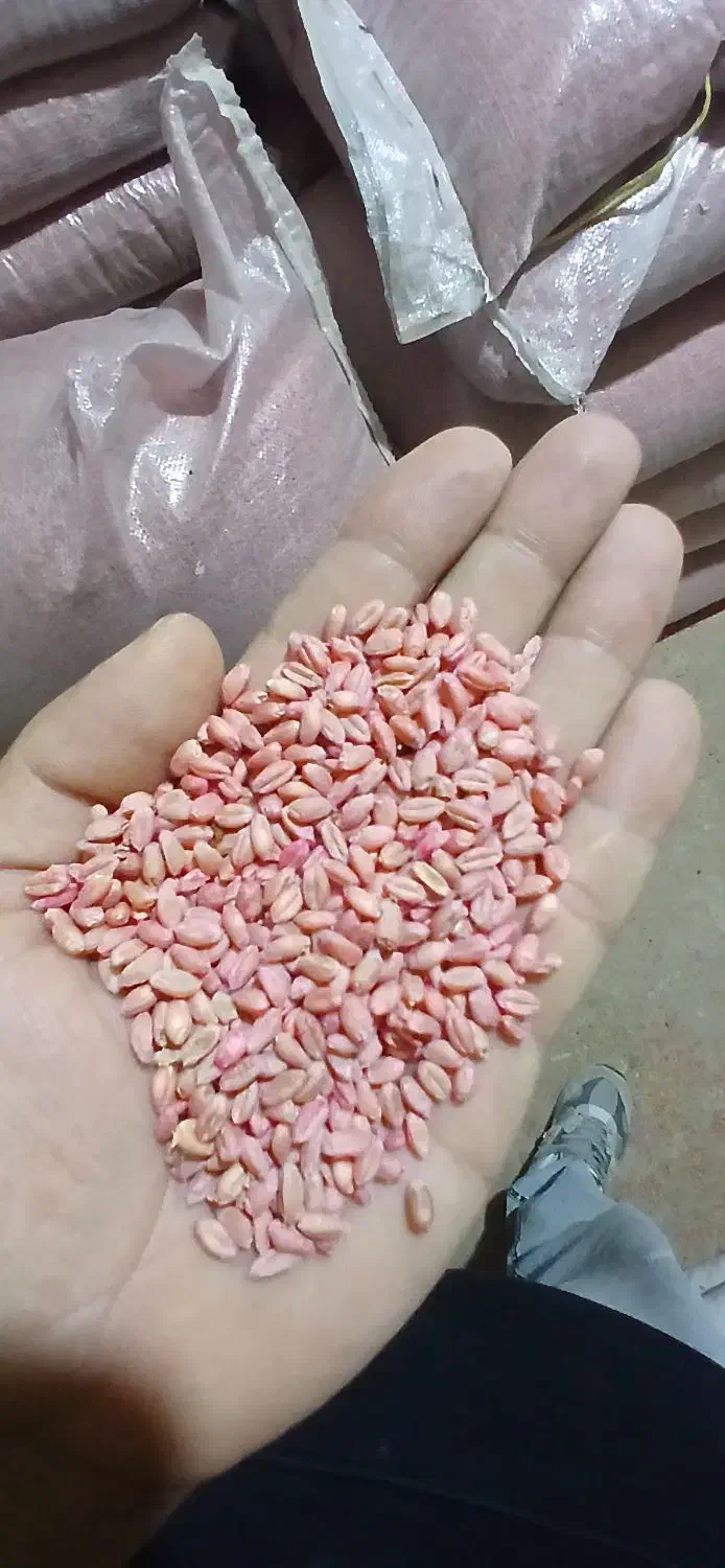 بذر گندم پیشگام پرورشی|خدمات باغبانی و درختکاری|شازند, |دیوار