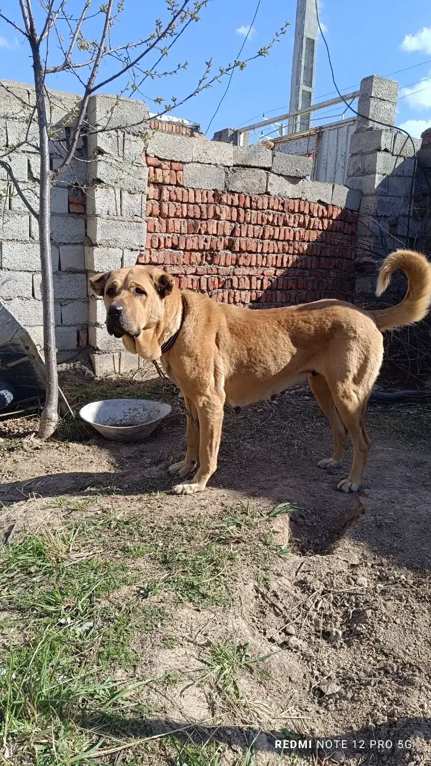 ماده شکم طلا|سگ|سرعین, |دیوار